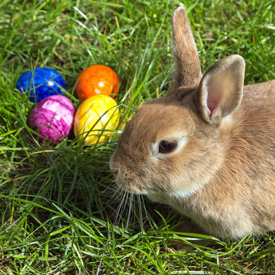 Bild vergr��ern: Easterbunny_1