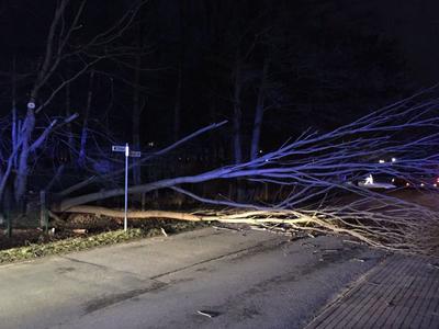 Bild vergr��ern: Scharbeutz Aktuelles 06.03.2017 Baum auf Stra�e