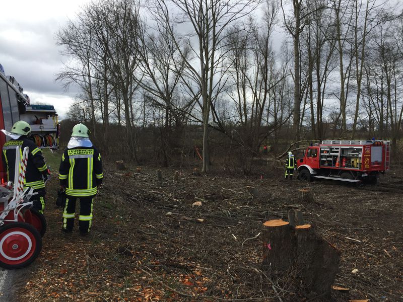 Scharbeutz Aktuelles 18.03.2017 Baum umgefallen 