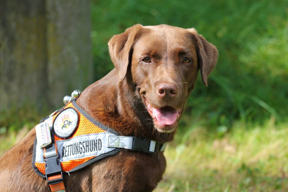 Rettungshund
