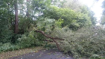 Bild vergr��ern: Baum auf Stra�e, Breitenkamp