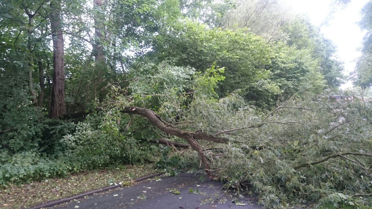Baum auf Stra�e, Breitenkamp