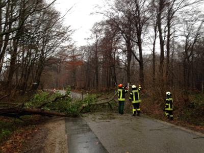 Bild vergr��ern: baum_stawedder