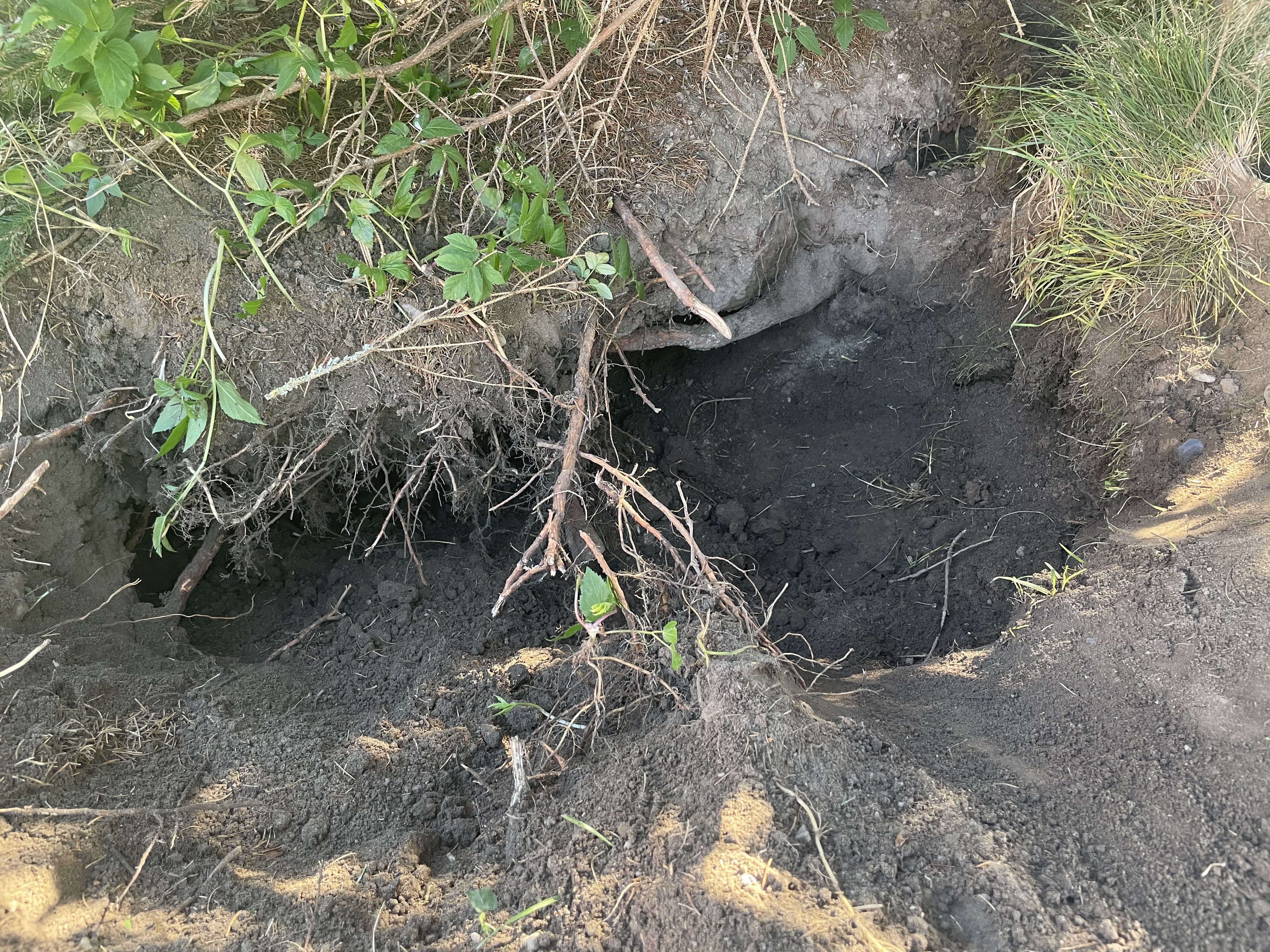 Scharbeutz Aktuelles 27.04.2021 Schwangere H�ndin aus Erdloch befreit  Bild 3 