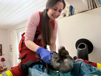 Bild vergr&ouml;&szlig;ern: Scharbeutz Aktuelles 11.05.2026 G&auml;nsej&auml;ger steckt im Ofenrohr Bild 2