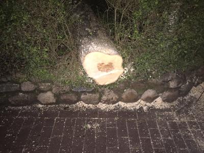 Bild vergrern: Dieser Baum begrub einen Pkw unter sich