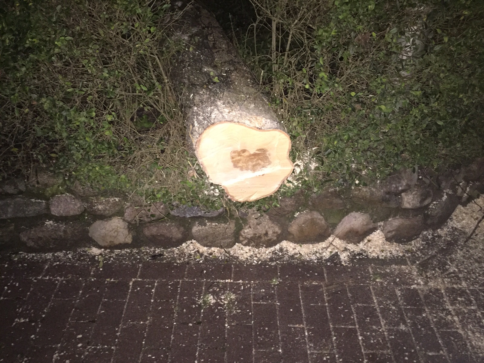 Dieser Baum begrub einen Pkw unter sich