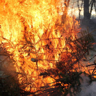 Bild vergr��ern: Tannenbaum-verbrennen Gleschendorf